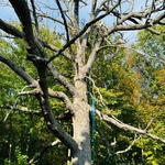 Dead tree