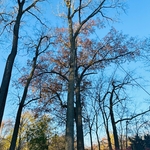 Tree Service Project