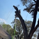 Tree removal