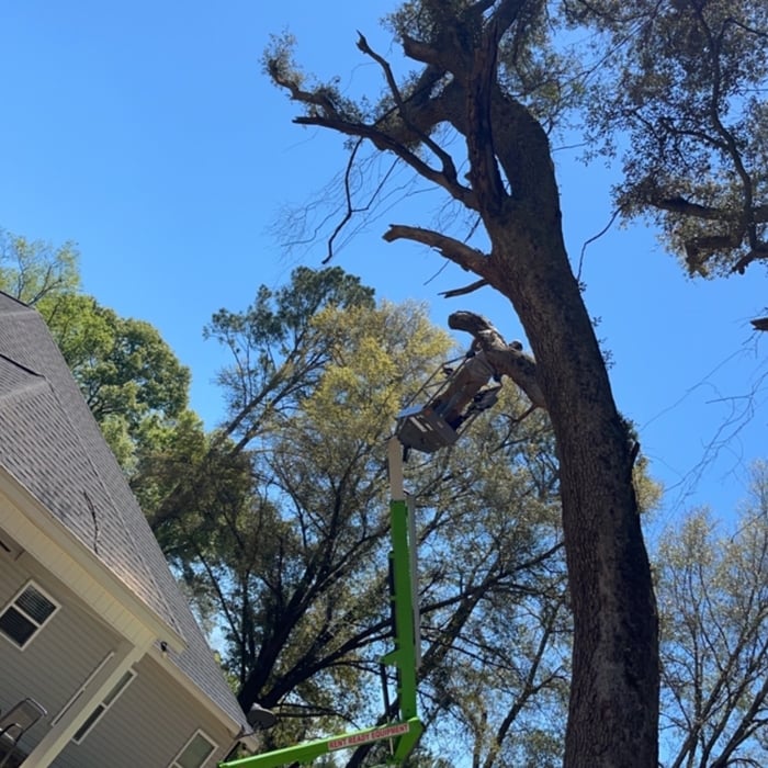 Tree removal
