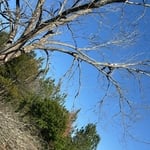 Tree Service Project
