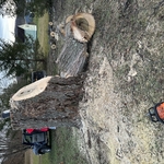 Tree Service Project