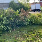 Tree Service Project