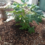 Jardineria