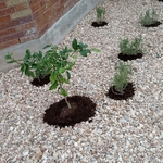 Landscaping Project