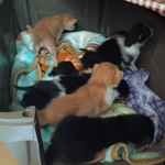 Cat overload