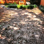 Refurbished back yard lawn and hardscaping service