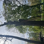 Tree Service Project