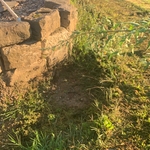 Before picture of over grown bed