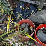 Junk removal
