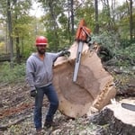 Concrete and Tree Work