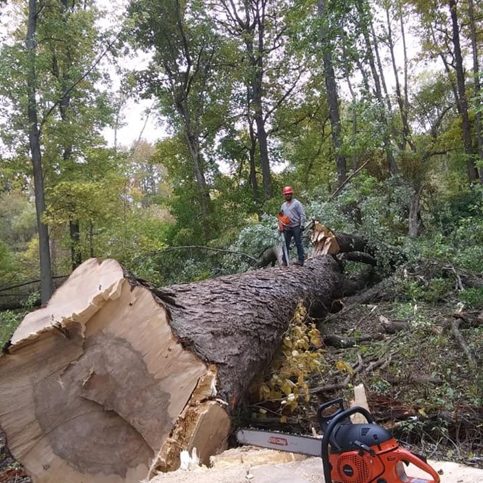 Concrete and Tree Work