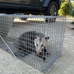 Animal Removal Project