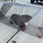 Animal Removal Project