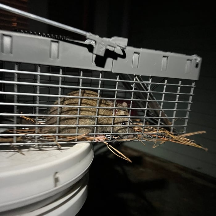 Animal Removal Project