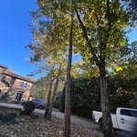 Tree Service Project