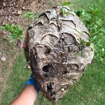 Stinging Insect Removal