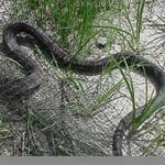 Snake Removal