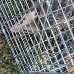 Opossum trapped and released away from the city.
