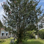 Tree Project