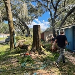 Hazardous oak tree removal.