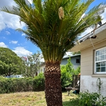 Sago Palm