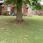 Lawn