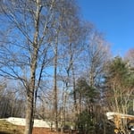 Tree Service Project