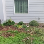 Scaping and laying mulch