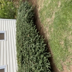 Landscaping Project