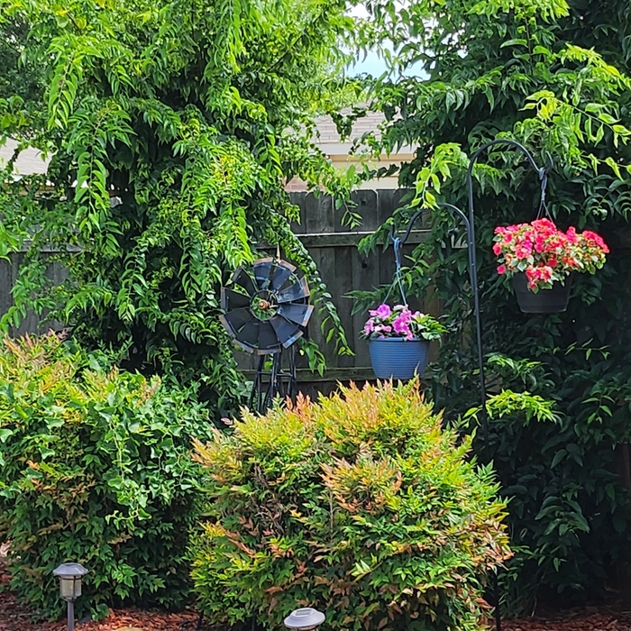 Yard Makeover