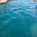 Green Pool (9 months)