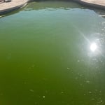 Green Pool (9 months)