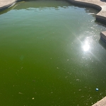 Green Pool (9 months)