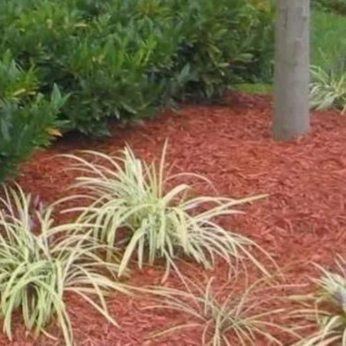 Lawn Mowing and Maintenance
