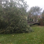 Emergency Tree Removal