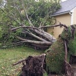 Emergency Tree Removal