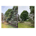 Tree removal