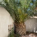Palm tree yard cleaning and trash removal