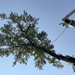 Tree Service Project