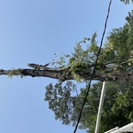 Tree Service Project