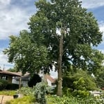 Tree Service Project