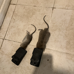 Pest Control/Exterminating Project