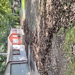 Landscaping Project