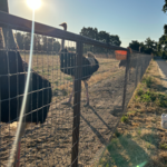 Ostrich behind top-rail pipe fencing with non climb stretched wire