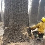 My tree life