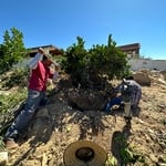 Landscaping Project