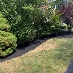 Backyard Transformation