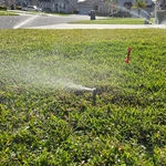 New Sprinkler head installed