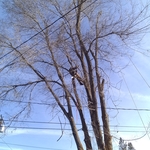 Tree service for a client